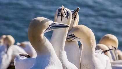 17c深度揭秘：秘闻风波背后，主持人在记者发布会的角色彻底令人意外