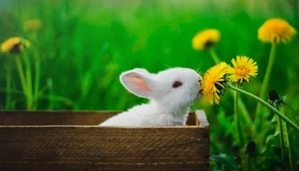 当事人在傍晚时刻遭遇猛料欲罢不能，电鸽全网炸锅，详情揭秘